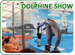 Dolphine Show Package