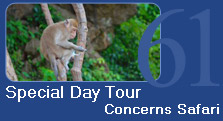 Special Day Tour Concerns Safari